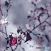 冬咲く桜の紅い葉