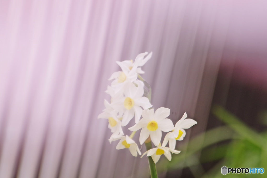 さくらヴェール水仙②