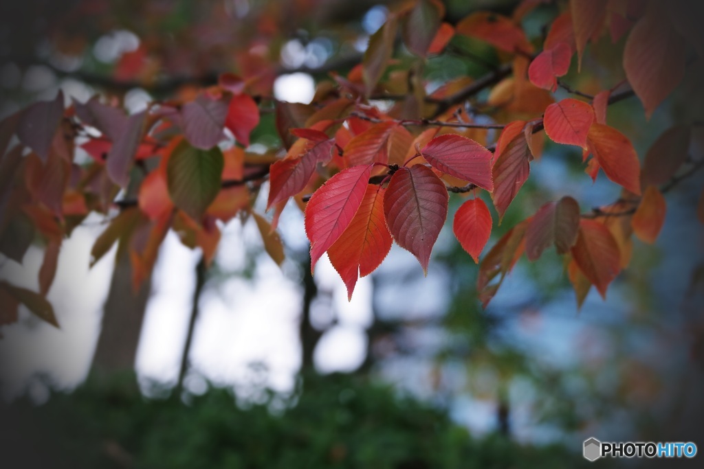 桜葉紅葉