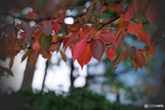 桜葉紅葉