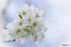 白い桜