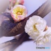 華農玉蝶
