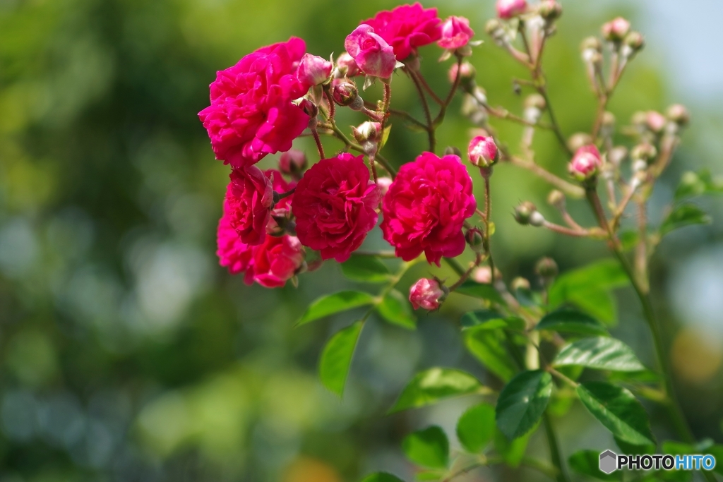 八重の薔薇てっどみ～に咲く