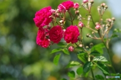 八重の薔薇てっどみ～に咲く