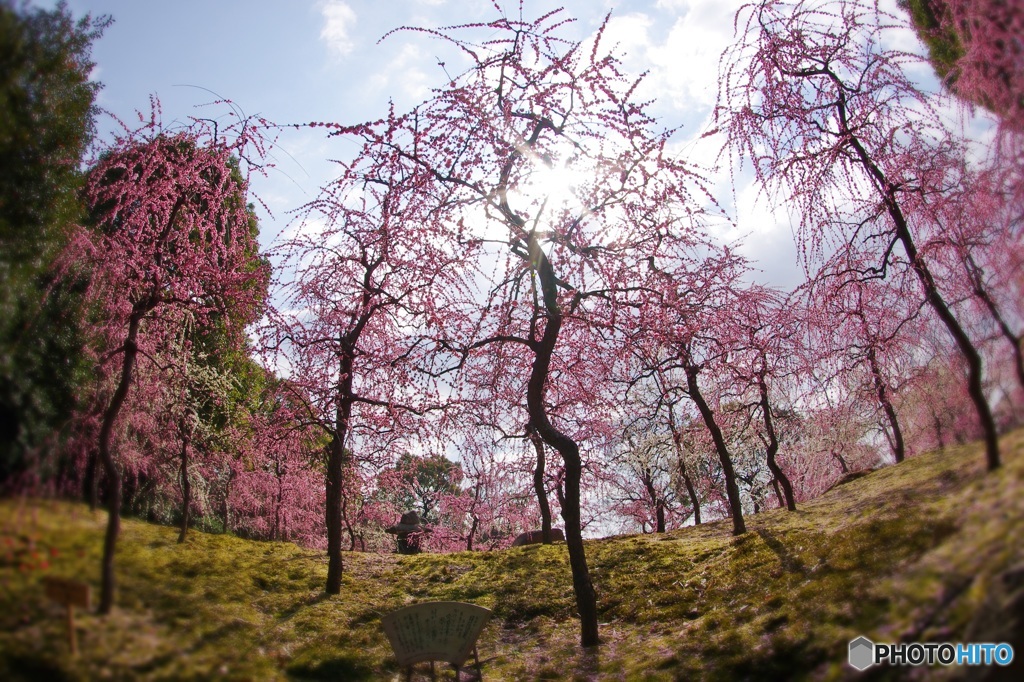 城南宮・花の庭①
