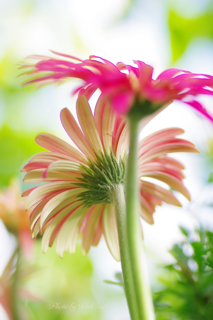 gerbera③