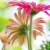 gerbera③
