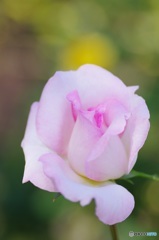 初々しい秋薔薇