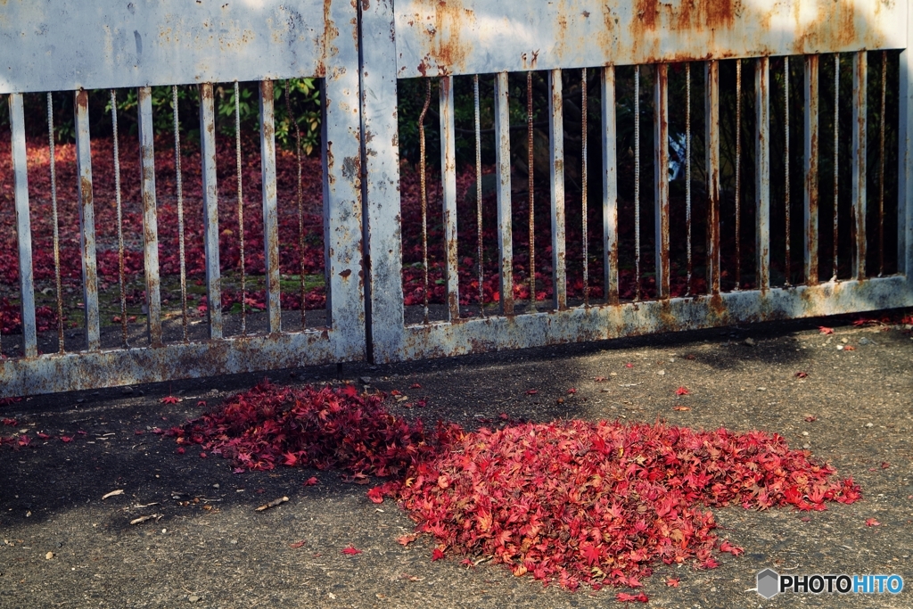 錆びた門と掃き集められた紅葉と