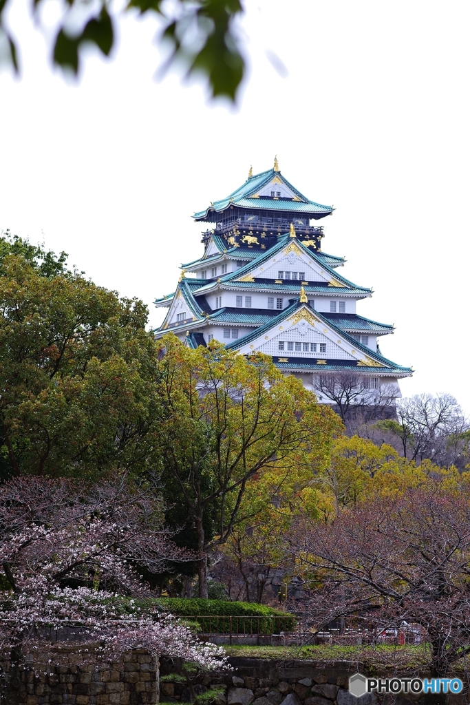 大阪城さくらはじまります。