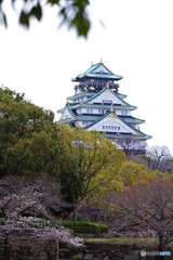 大阪城さくらはじまります。