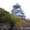 大阪城さくらはじまります。
