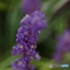 わたしの誕生花