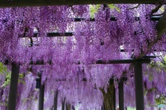 薫風・紫の回廊