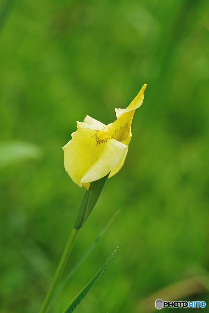 花しょうぶbaby