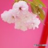 玖島桜