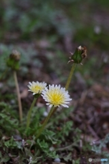 シロハナタンポポ