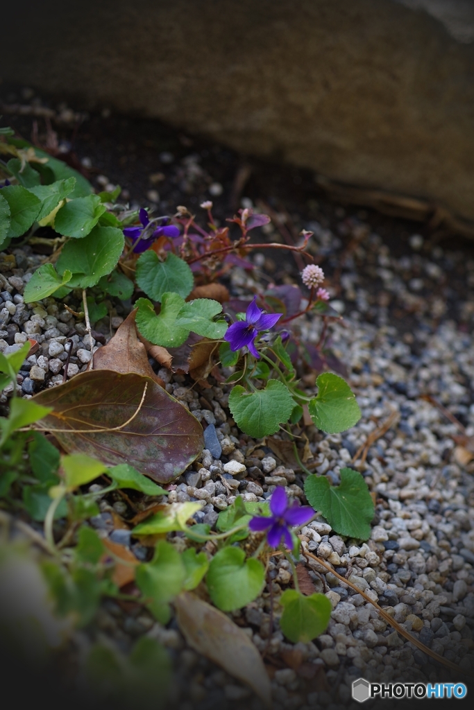 最強のちっちゃいお花