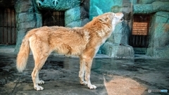 オオカミ遠吠える