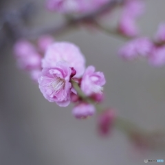 恥じらうつぼみん