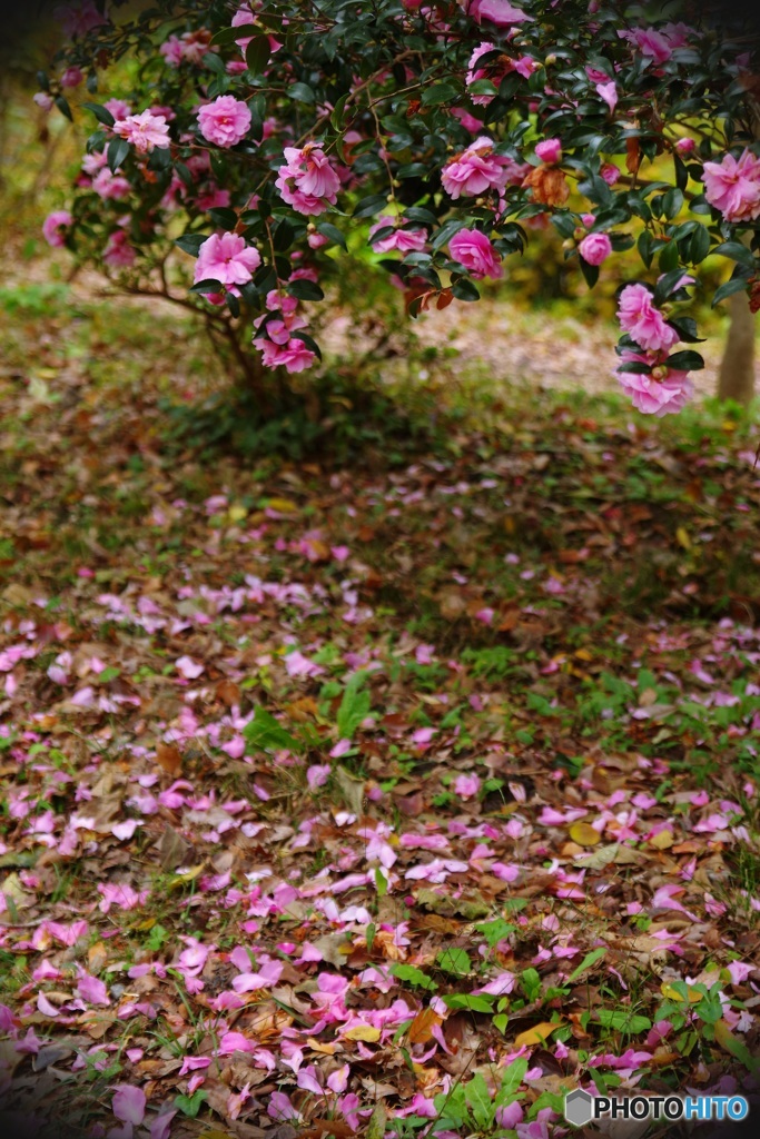 山茶花 咲く花、散る華
