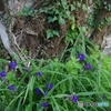 遊歩道の季節の花