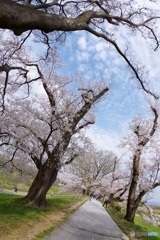 桜たちの慟哭