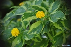 斑入り黄花ランタナ