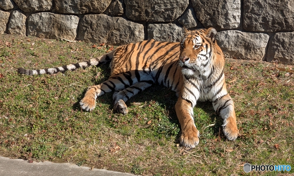 くつろぐショウヘイくん