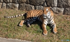 くつろぐショウヘイくん