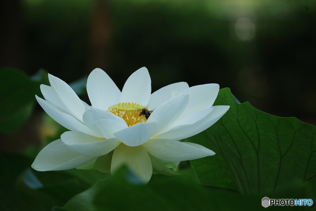 花のうてなで By Kayo Id 写真共有サイト Photohito