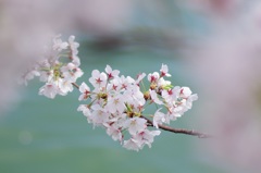さくら笑み