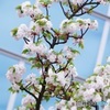 市原虎の尾
