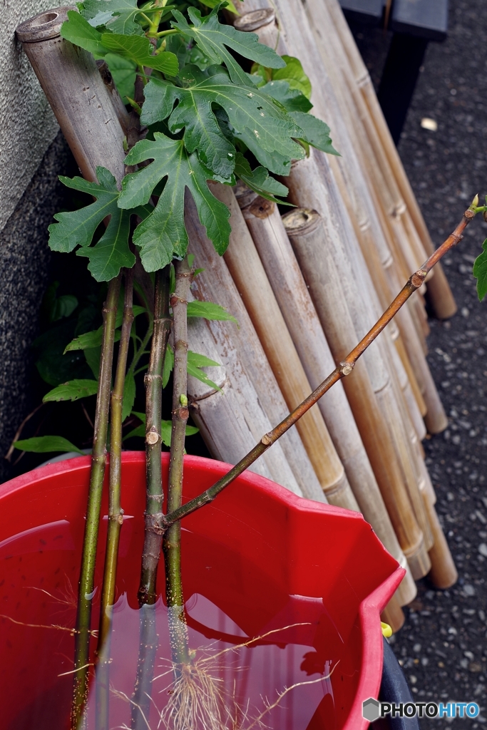 無花果の挿し木