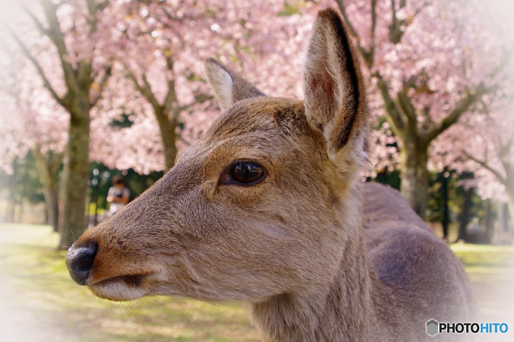 さくら色の鹿さん