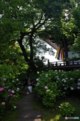 智積院あじさい園