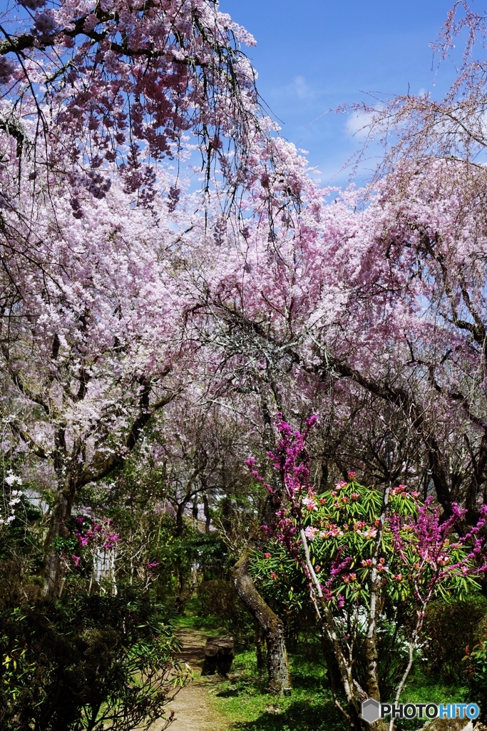 大野寺 季節の彩り