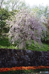 名残りの枝垂れ桜と