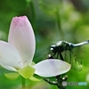 蓮と蜻蛉
