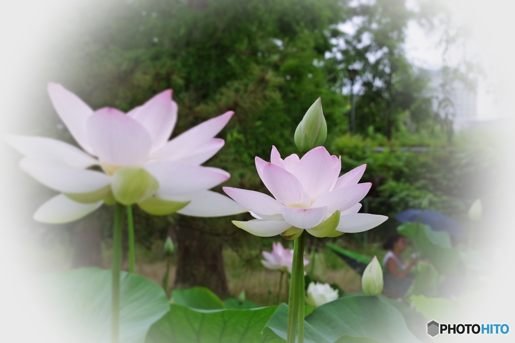 Fresh pink lotus