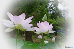 Fresh pink lotus