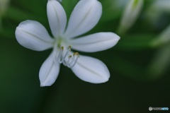 真白な愛の花