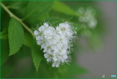 下野 はじける蕊・白