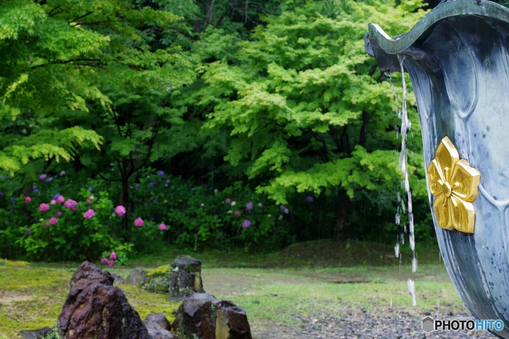 智積院・桔梗紋越しの紫陽花