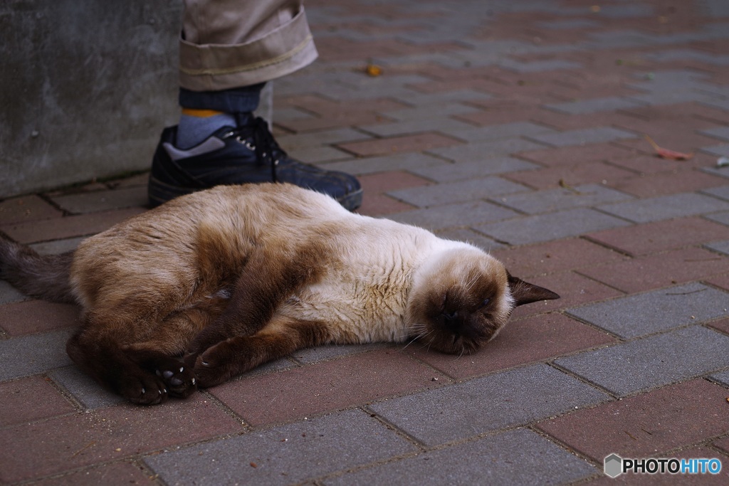 公園猫のゴンちゃん