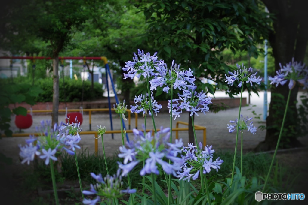 夏至の日 夕暮れの公園