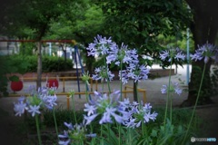 夏至の日 夕暮れの公園