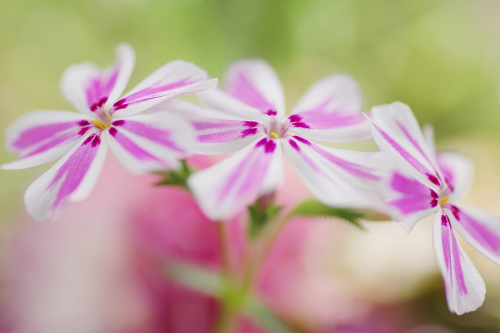 芝桜①