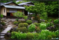 両足院 半夏生の庭園⑤