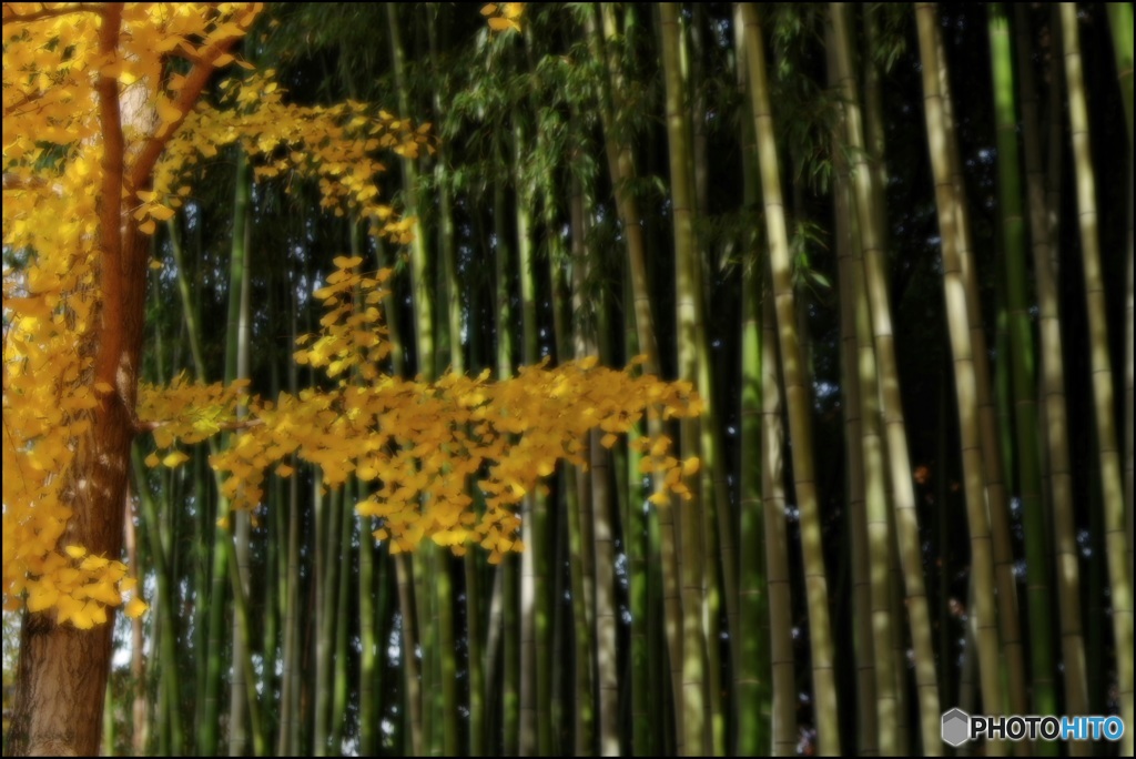 今宮神社参道⑤かぐや姫いないかな？
